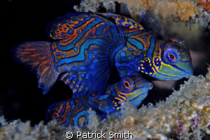 Mandarin Fish, On Sahara reef, Dumagete,Philippines. by Patrick Smith 